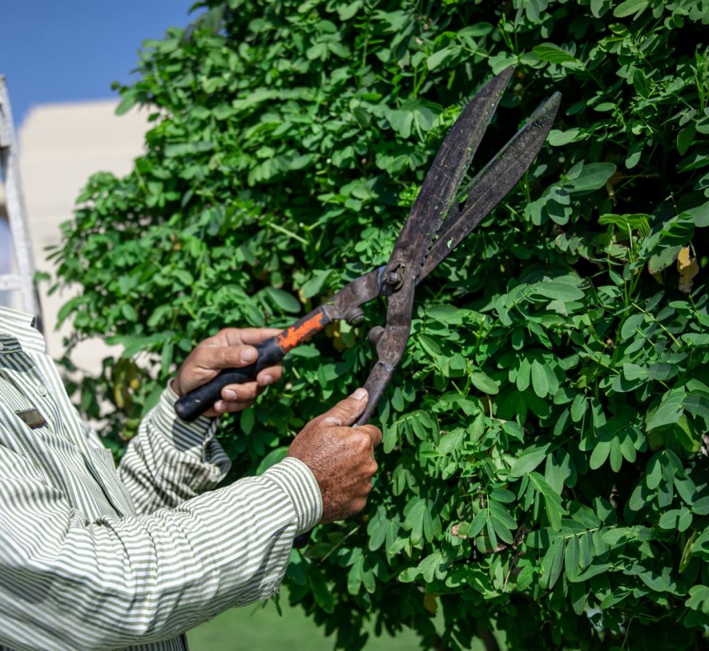 Trim branches near the top of your house